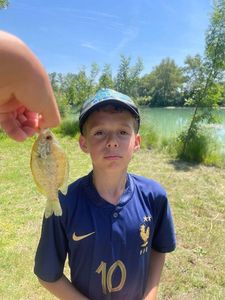 Green Sunfish
