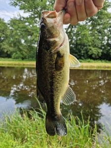 Largemouth Bass