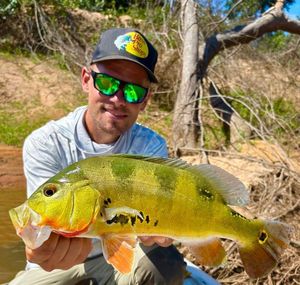 Peacock Bass ( Monoculus)