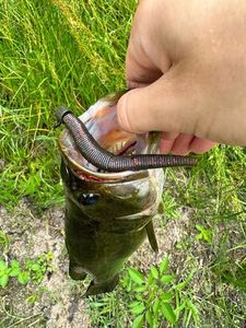 Largemouth Bass