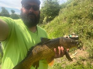 Common Carp
