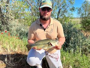 Largemouth Bass