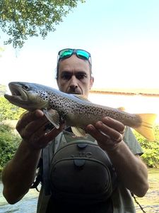 Brown Trout