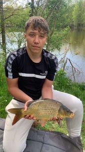 Common Carp
