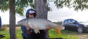 Common Carp