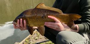Common Carp