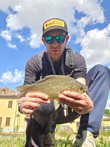 Crucian Carp
