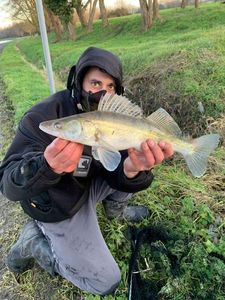 Zander