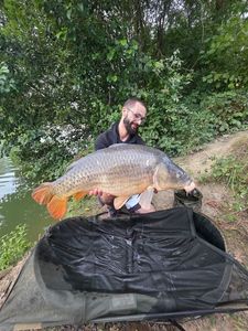 Common Carp