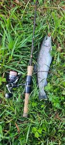 Rainbow Trout