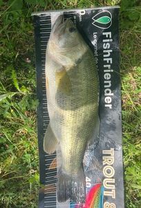 Largemouth Bass