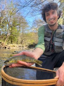 Brown Trout
