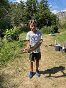 Rainbow Trout