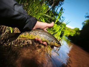 Brown Trout