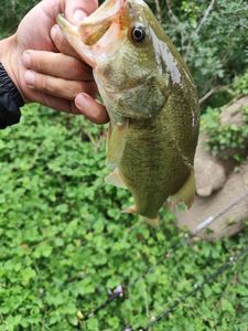 Largemouth Bass