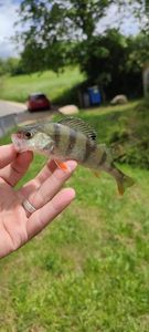 European Perch