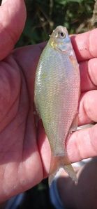 White bream