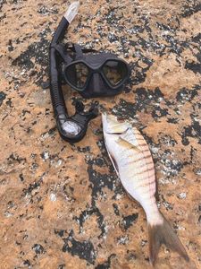 Sand Steenbras