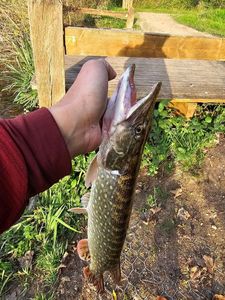 Northern Pike