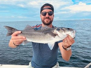 European Bass (Seabass)