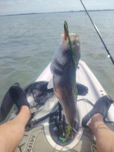 European Bass (Seabass)