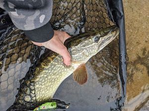 Northern Pike
