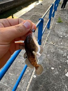 Giant Goby