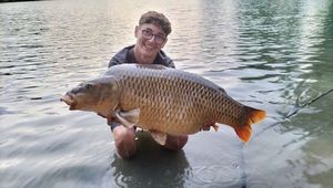 Common Carp