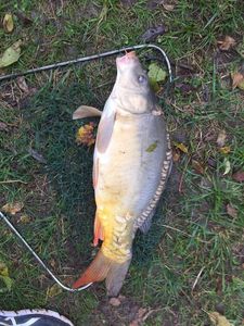 Mirror Carp
