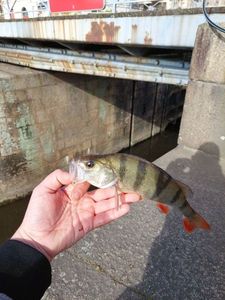 European Perch