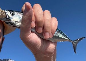 Atlantic Bonito