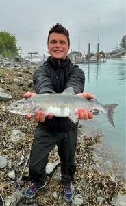 Pink Salmon