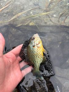 Green Sunfish