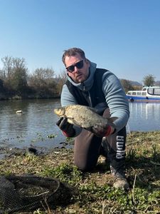 Common Bream
