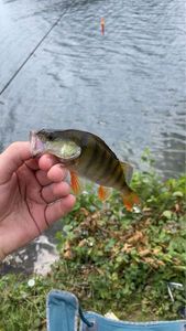 European Perch