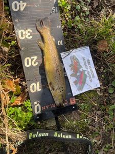 Brown Trout