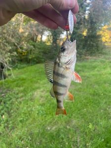 European Perch