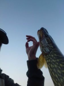 Northern Pike