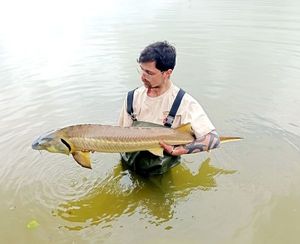 Sturgeon