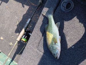 Largemouth Bass
