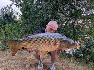 Common Carp