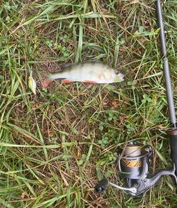 European Perch