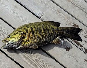 Smallmouth Bass