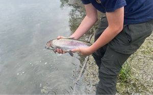 Rainbow Trout