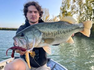 Largemouth Bass