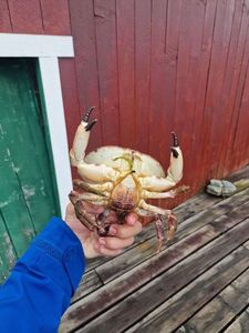 Brown Crab
