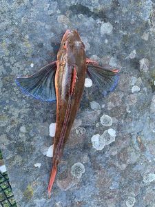 Grey Gurnard