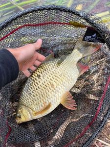 Prussian Carp
