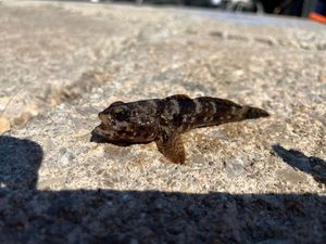 Giant Goby