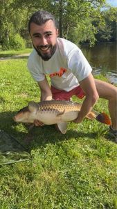 Common Carp
